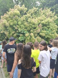 Učenci opazujejo košat grm v mediteranskem parku.